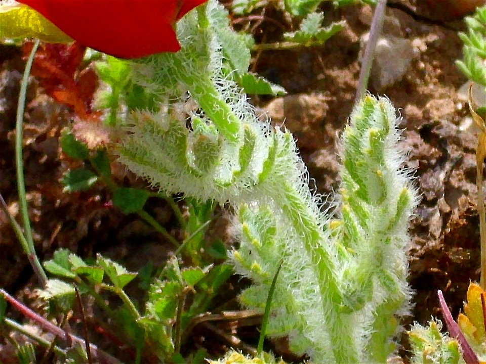 Glaucium corniculatum stem and leaves Campo de Calatrava, Spain