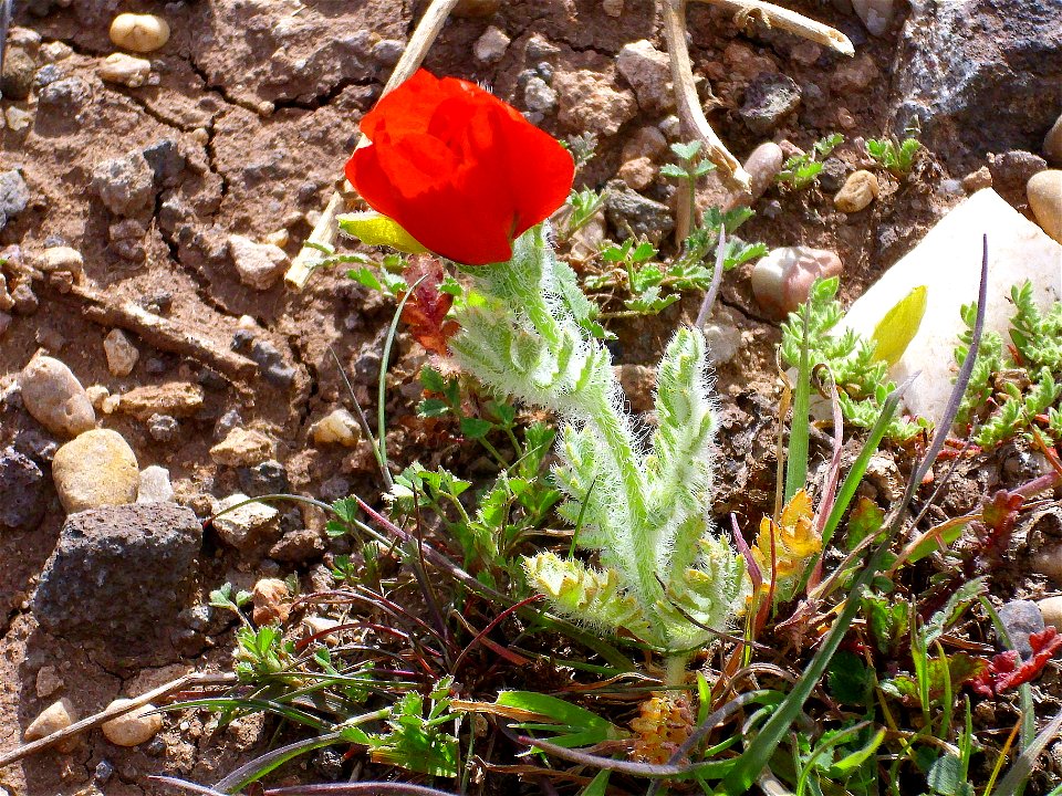 Glaucium corniculatum habit Campo de Calatrava, Spain