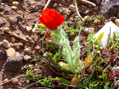 Glaucium corniculatum habit Campo de Calatrava, Spain