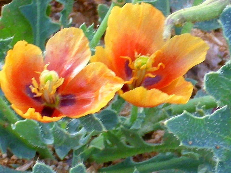 Glaucium corniculatum ssp. flowers close up Campo de Calatrava, Spain