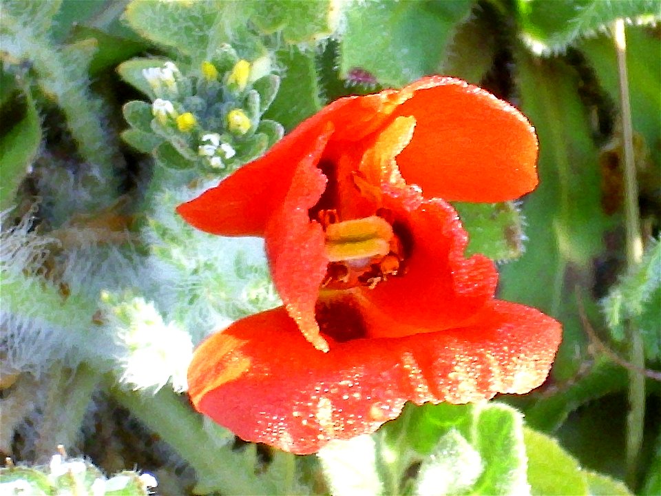 Glaucium corniculatum zenit close up, Campo de Calatrava, Spain