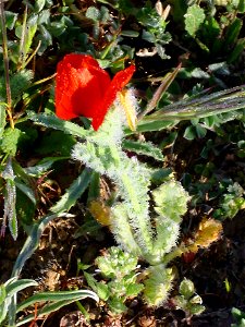 Glaucium corniculatum ssp. habit Campo de Calatrava, Spain