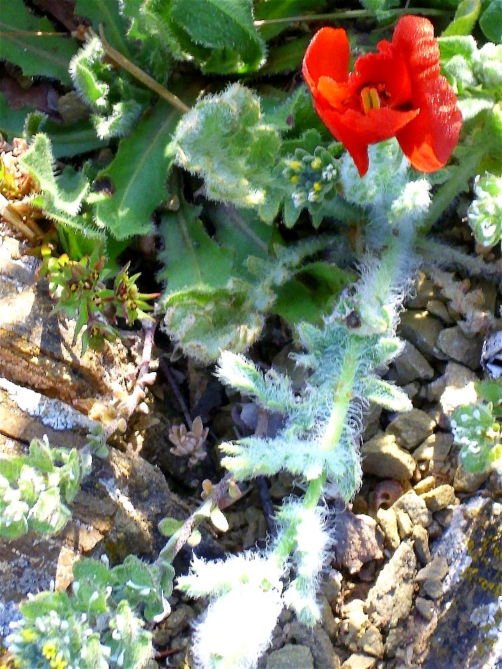 Glaucium corniculatum ssp. habit Campo de Calatrava, Spain
