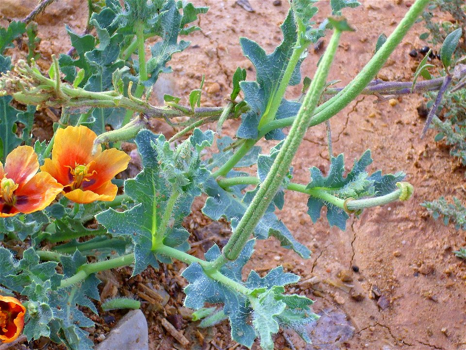 Glaucium corniculatum ssp. flowers and pod Campo de Calatrava, Spain