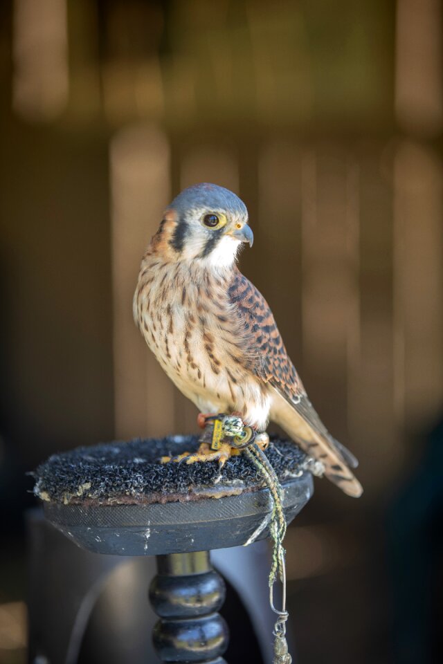 Hawk perched nature