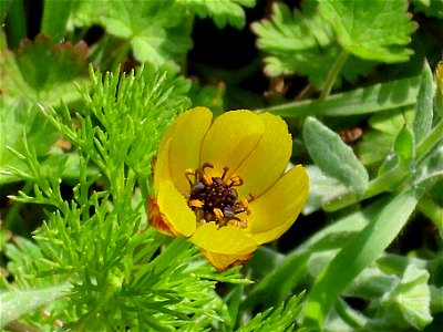 Adonis microcarpa close up Campo de Calatrava, Spain