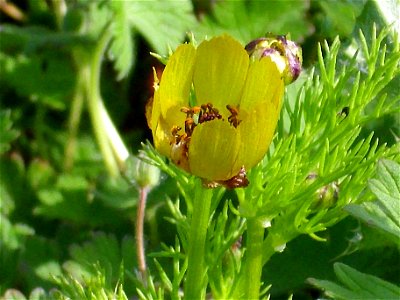Adonis microcarpa close up Campo de Calatrava, Spain