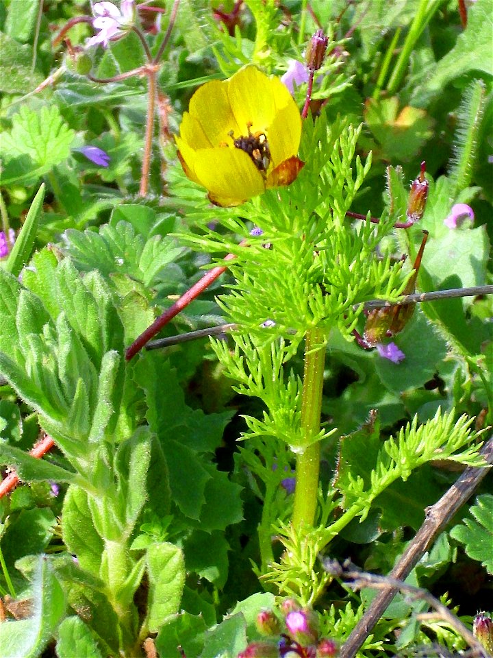 Adonis microcarpa habit Campo de Calatrava, Spain