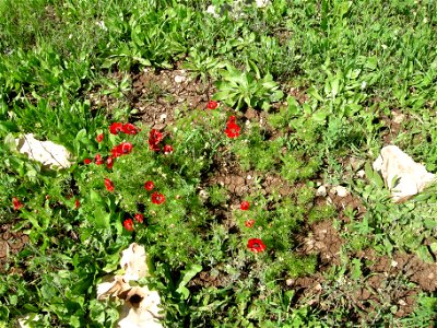 Bloom In Vered Hagalil