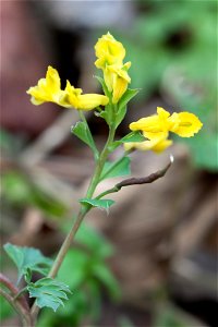 Yellow Harlequin (Corydalis flavula) at Radnor Lake in Nashville, Tennessee
