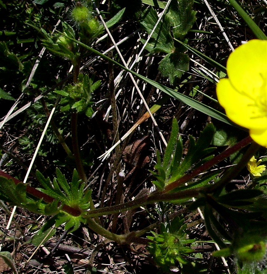 Ranunculus arvensis leaves, Castelltallat, Catalonia