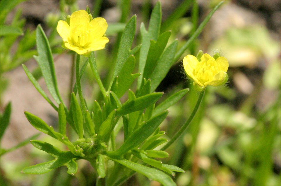 Ranunculus arvensis