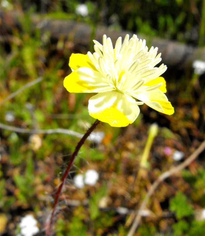 Platystemon californicus at Lake Poway, Poway, California, USA.