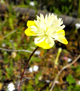 Platystemon californicus at Lake Poway, Poway, California, USA.