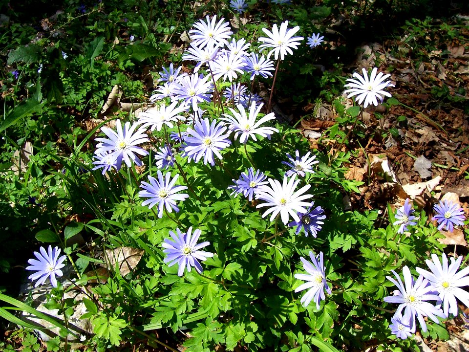 Anemone apennina