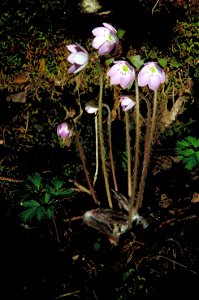 Image title: Purple plant in bloom hepatica americana Image from Public domain images website, http://www.public-domain-image.com/full-image/flora-plants-public-domain-images-pictures/flowers-public-d photo