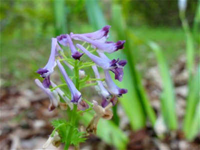 ムラサキケマン[紫華鬘][Corydalis incisa]-花