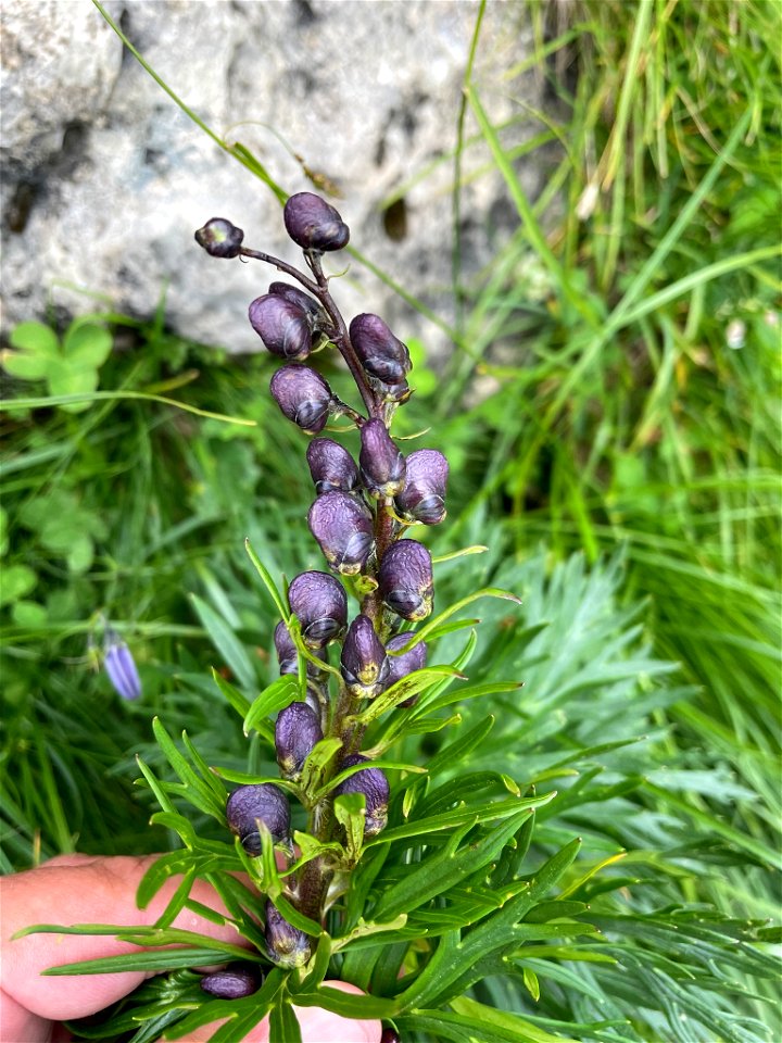 Aconitum tauricum