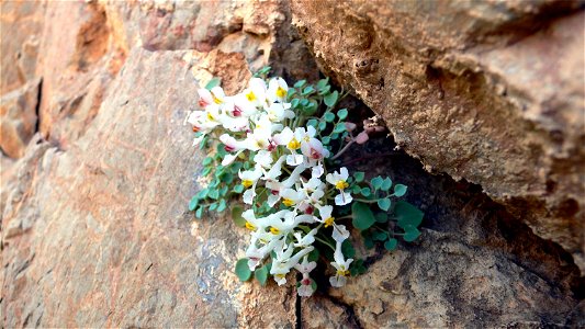 Sarcocapnos enneaphylla subs. saetabensis (Zapaticos de la Vírgen) en Cala Cerrada. Parque Natural de la Sierra de la Muela de Cartagena.