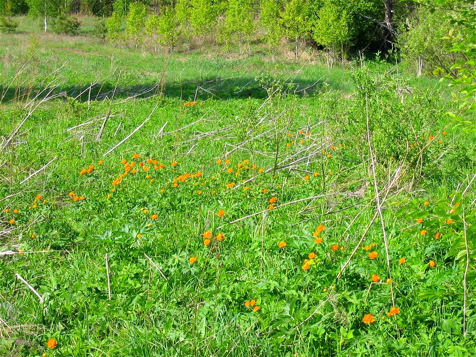 Поляна, заросшая лютиком оранжевымLatina:  Trollius asiaticus