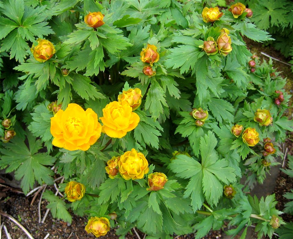 photo taken by Salvör in Grasagarður Reykjavíkur Botanical garden in Reykjavik, Iceland.