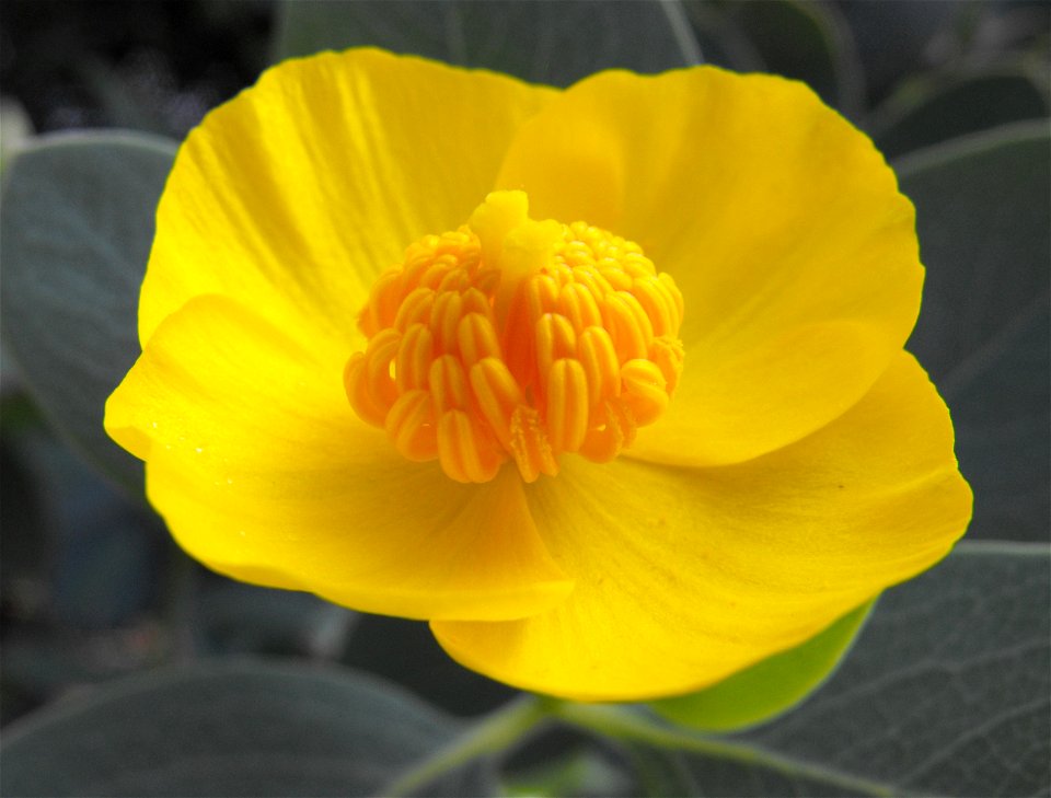 Dendromecon harfordii (Channel Island Tree Poppy; Papaveraceae), cultivated in the Rancho Santa Ana Botanic Garden in Claremont, California, where identified by sign.