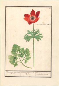 IdentificatieTitel(s): Anemoon (Anemone)Anemonie met Bol-Wortel / Anemone tuberosa Radice. / Anemone avec de tubercules pour racines (titel op object)Objecttype: tekening Objectnummer: RP-T-BR-2017-1-