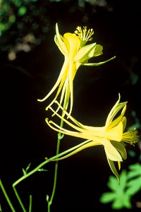 Image title: Yellow columbine flowers aquilegia flavescens Image from Public domain images website, http://www.public-domain-image.com/full-image/flora-plants-public-domain-images-pictures/flowers-pub photo
