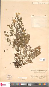 Pseudofumaria alba, Op een muur te Slenaken(Z.Limb.).