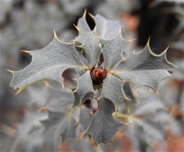 Berberis haematocarpa syn. w:Mahonia haematocarpa - at the Rancho Santa Ana Botanic Garden in Claremont, Southern California, U.S.
 Identified by garden i.d. sign.