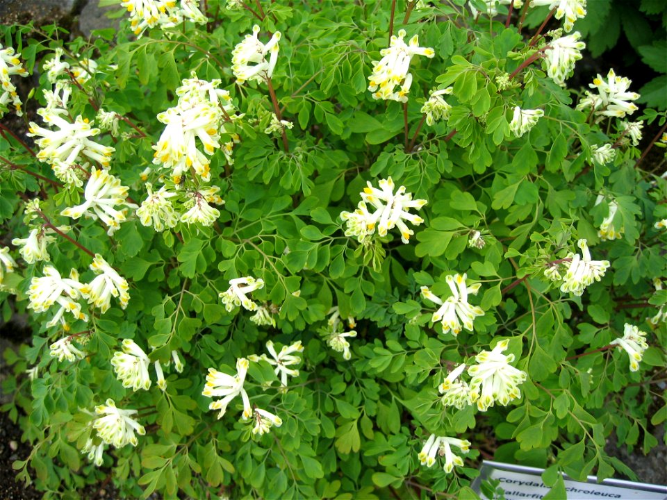 Pseudofumaria alba or Corydalis ochroleuca - Photo by Salvor taken in the botanical garden in Reykjavik.