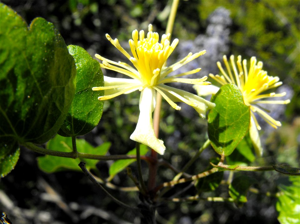 Clematis pauciflora at Loveland Reservoir outside Alpine, California, USA.