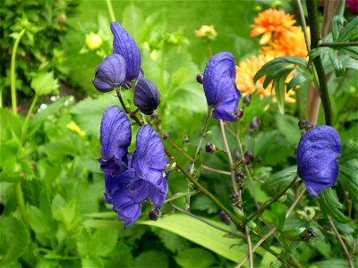 Aconitum henryi spark`s variety photo