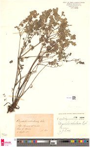 Pseudofumaria alba