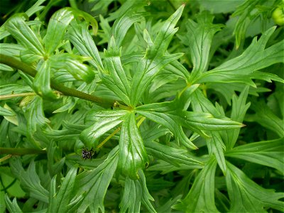 Aconitum henryi spark`s variety