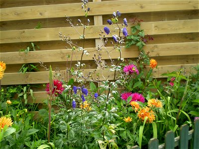 Aconitum henryi spark`s variety