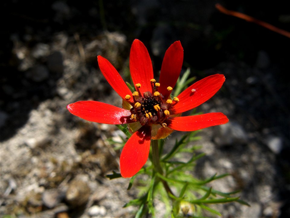 Flor de Adonis flammea (Rivas Vaciamadrid, Madrid)