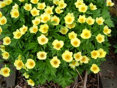 photo taken by Salvör in Grasagarður Reykjavíkur Botanical garden in Reykjavik, Iceland.