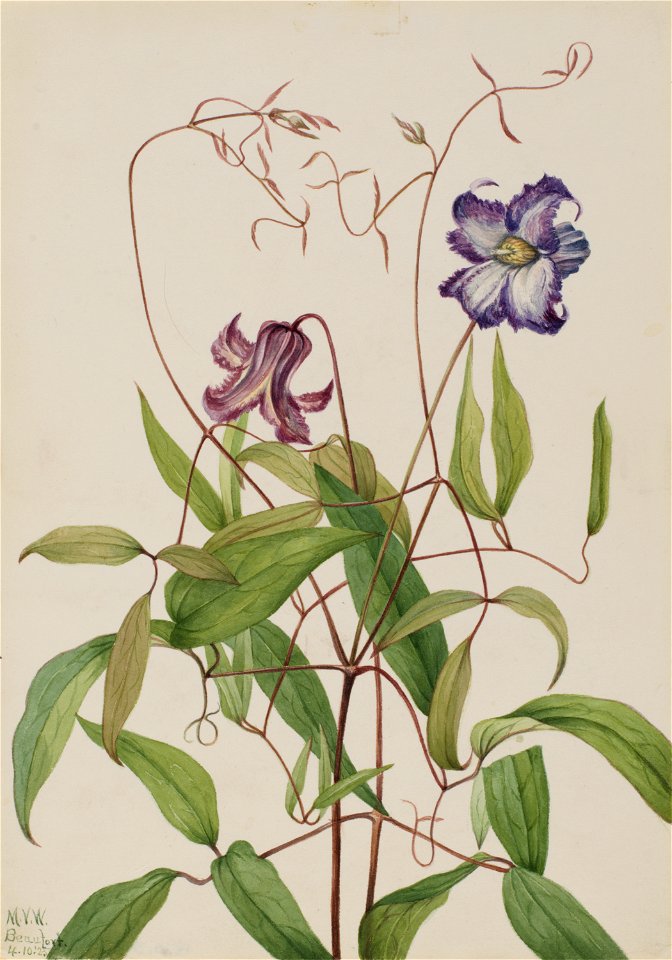 Curly Clematis (Clematis crispa)