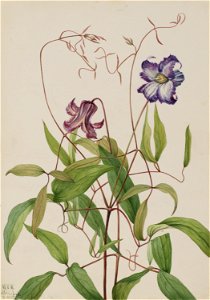 Curly Clematis (Clematis crispa)