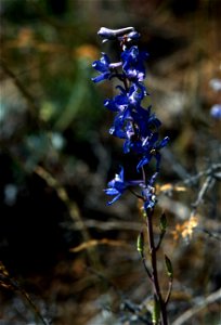 Larkspur, Anderson  ( Delphinium Andersonii )