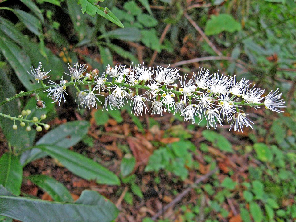 Actaea podocarpa, cove forest at Cades Cove trail. Great Smoky Mountains.