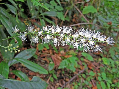 Actaea podocarpa, cove forest at Cades Cove trail. Great Smoky Mountains.