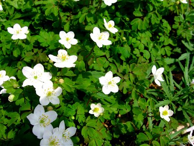 False Rue Anemone (Enemion biternatum)