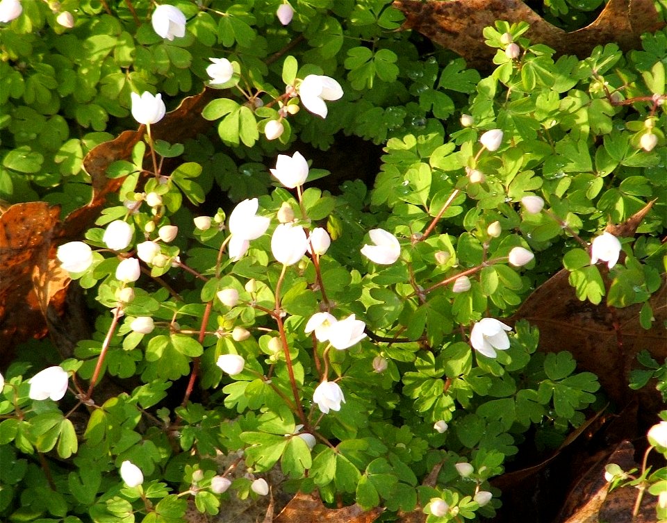 Sunlit false rue-anemone (Enemion biternatum) in Iowa.