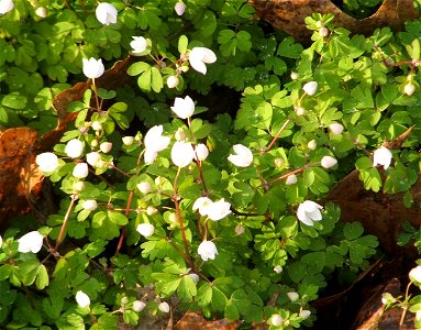 Sunlit false rue-anemone (Enemion biternatum) in Iowa.