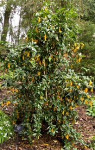 Berberis valdiviana growing in the en:Birmingham Botanical Gardens, Birmingham, UK