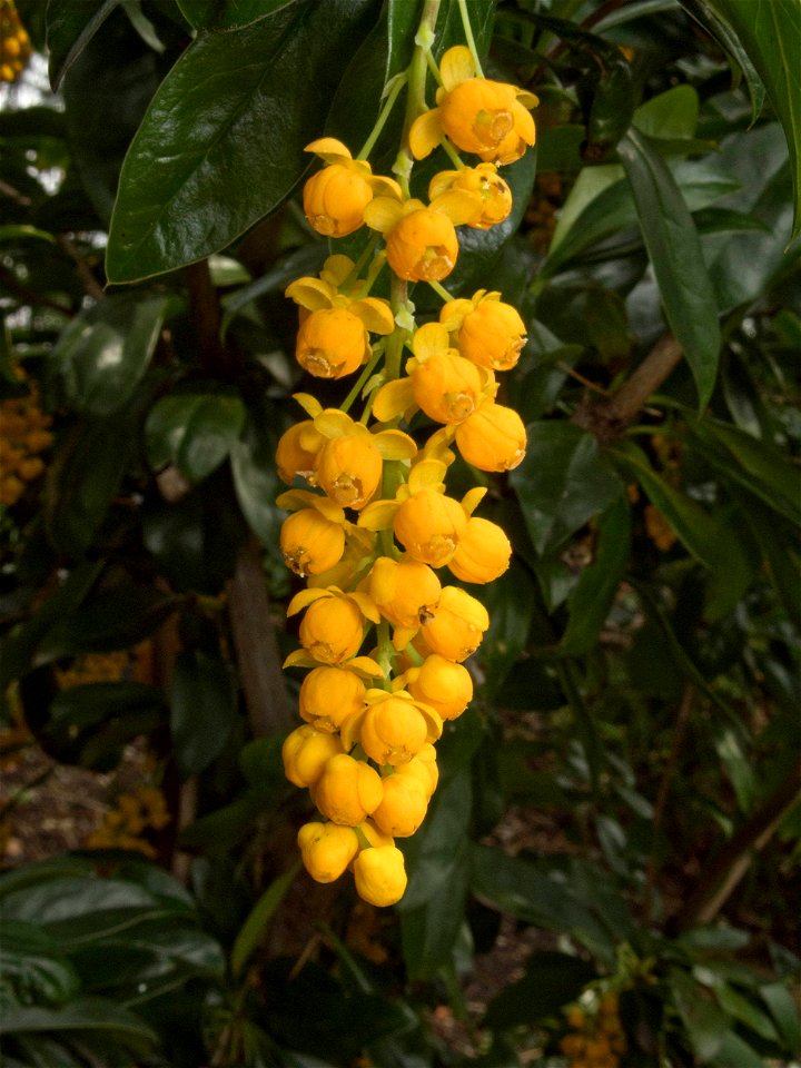 Berberis valdiviana flowers, growing in the en:Birmingham Botanical Gardens, Birmingham, UK