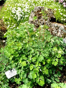 Aquilegia olympica specimen in the Botanischer Garten München-Nymphenburg, Munich, Germany. photo