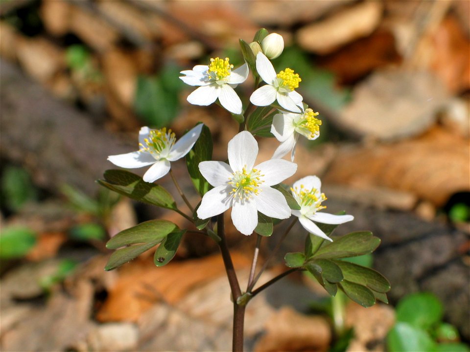 Isopyrum thalictroides. Tilaj, West Hungary, 2005-03-27.

Note: The central flower has a plus petal (6 instead of 5).